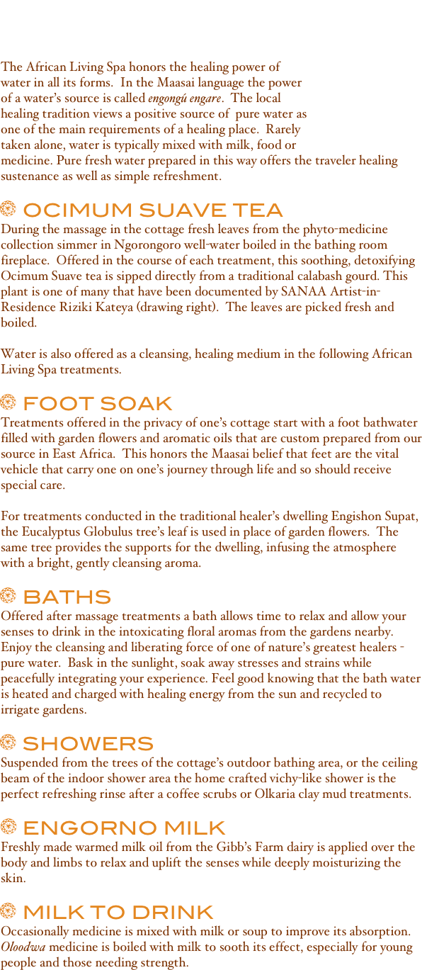 
Engare Naipusa
(water with milk, food, or medicine)    

The African Living Spa honors the healing power of water￼ in all its forms.  In the Maasai language the power of a water’s source is called engongú engare.  The local healing tradition views a positive source of  pure water as one of the main requirements of a healing place.  Rarely taken alone, water is typically mixed with milk, food or medicine. Pure fresh water prepared in this way offers the traveler healing sustenance as well as simple refreshment.

￼  OCIMUM SUAVE TEA
During the massage in the cottage fresh leaves from the phyto-medicine collection simmer in Ngorongoro well-water boiled in the bathing room fireplace.  Offered in the course of each treatment, this soothing, detoxifying Ocimum Suave tea is sipped directly from a traditional calabash gourd. This plant is one of many that have been documented by SANAA Artist-in-Residence Riziki Kateya (drawing right).  The leaves are picked fresh and boiled.

Water is also offered as a cleansing, healing medium in the following African Living Spa treatments.

￼  FOOT SOAK
Treatments offered in the privacy of one’s cottage start with a foot bathwater filled with garden flowers and aromatic oils that are custom prepared from our source in East Africa.  This honors the Maasai belief that feet are the vital vehicle that carry one on one’s journey through life and so should receive special care.

For treatments conducted in the traditional healer’s dwelling Engishon Supat, the Eucalyptus Globulus tree’s leaf is used in place of garden flowers.  The same tree provides the supports for the dwelling, infusing the atmosphere with a bright, gently cleansing aroma. 
 
￼  BATHS
Offered after massage treatments a bath allows time to relax and allow your senses to drink in the intoxicating floral aromas from the gardens nearby.  Enjoy the cleansing and liberating force of one of nature’s greatest healers - pure water.  Bask in the sunlight, soak away stresses and strains while peacefully integrating your experience. Feel good knowing that the bath water is heated and charged with healing energy from the sun and recycled to irrigate gardens.

￼  SHOWERS
Suspended from the trees of the cottage’s outdoor bathing area, or the ceiling beam of the indoor shower area the home crafted vichy-like shower is the perfect refreshing rinse after a coffee scrubs or Olkaria clay mud treatments.  

￼  ENGORNO MILK
Freshly made warmed milk oil from the Gibb’s Farm dairy is applied over the body and limbs to relax and uplift the senses while deeply moisturizing the skin. 

￼  MILK TO DRINK
Occasionally medicine is mixed with milk or soup to improve its absorption.  Oloodwa medicine is boiled with milk to sooth its effect, especially for young people and those needing strength.

